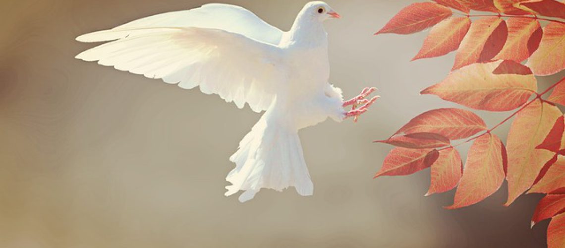 dove-2516641